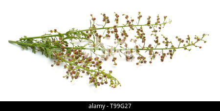 Scrophularia rupestris , known as figworts, Isolated on white background. Stock Photo