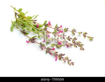 Teucrium or germanders. Isolated on white background Stock Photo