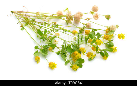 Clover or trefoil Trifolium. Isolated on white background Stock Photo