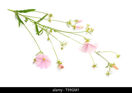 Convolvulus with straight stalks isolated on white background Stock Photo