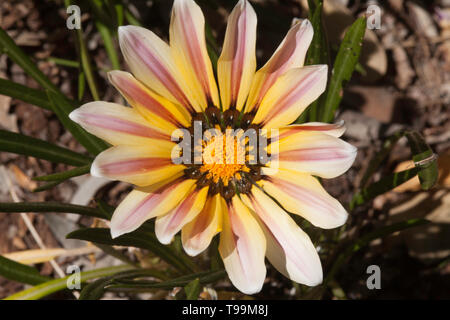 Close up image of a uniform treasure flower, Gazania rigens in Australia. Stock Photo