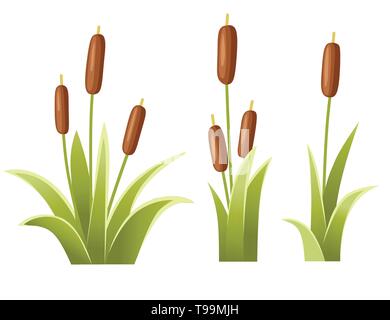 Set of reeds in green grass. Reed plant. Green swamp canegrass. Flat vector illustration isolated on white background. Clip art for decorate swamp. Stock Vector