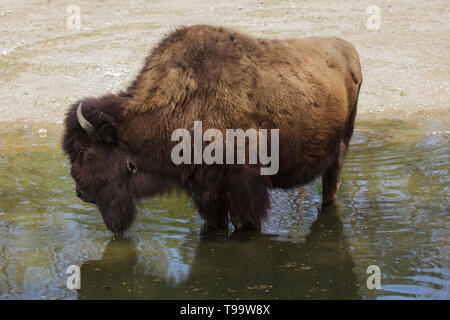 Wood bison (Bison bison athabascae), also known as the mountain bison. Stock Photo
