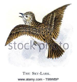 Skylark (Alauda arvensis) in flight, vintage illustration published in 1898 Stock Photo
