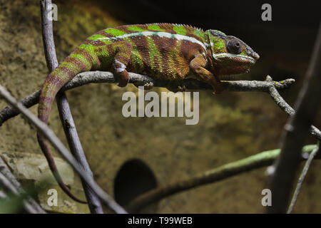 Panther chameleon (Furcifer pardalis). Wildlife animal.