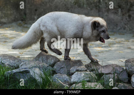 Arctic fox (Vulpes lagopus), also known as the polar fox. Stock Photo