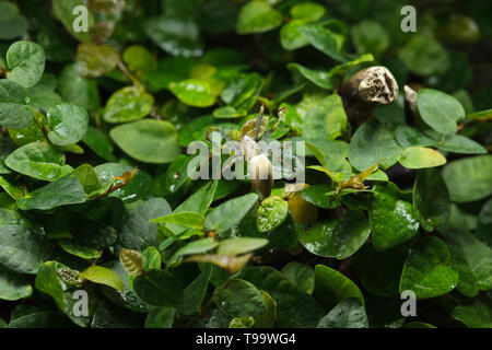 Malagasy green lynx spider (Peucetia madagascariensis). Wildlife animal. Stock Photo