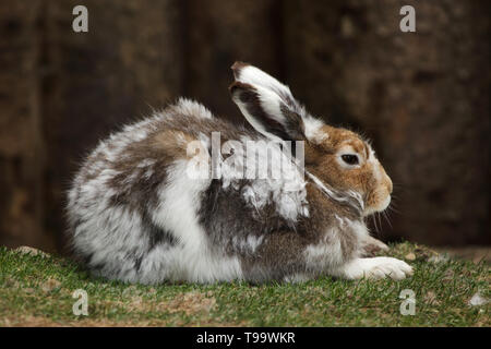 Mountain hare (Lepus timidus), also known as the white hare. Stock Photo