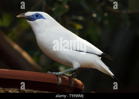 Bali myna (Leucopsar rothschildi), also known as Rothschild's mynah. Stock Photo