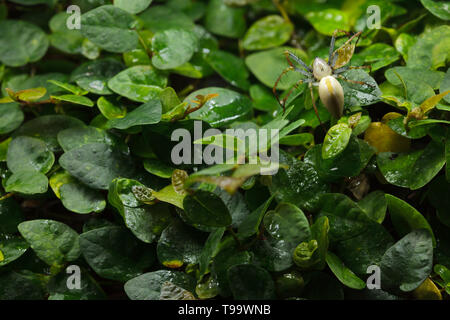 Malagasy green lynx spider (Peucetia madagascariensis). Wildlife animal. Stock Photo