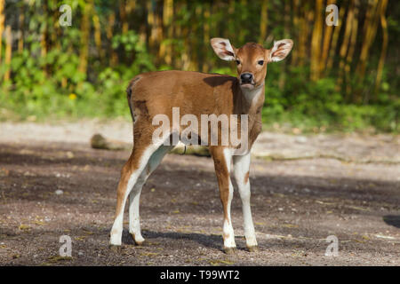 Newborn Javan banteng (Bos javanicus), also known as the tembadau. Stock Photo