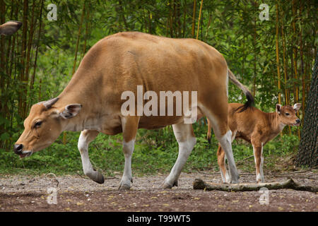 Javan banteng (Bos javanicus), also known as the tembadau with its newborn calf. Stock Photo