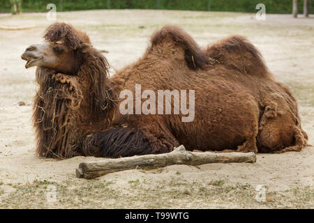 Bactrian camel (Camelus bactrianus). Domesticated animal. Stock Photo