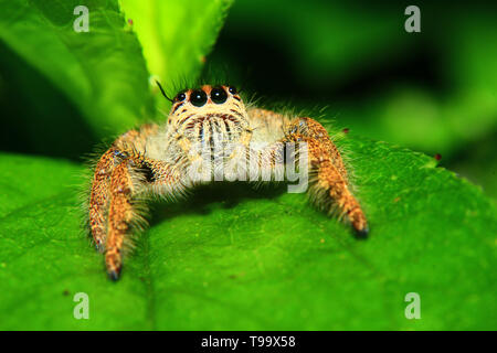 A macro image of Jumping spider (Salticidae, Hyllus diardi female) with good sharpen and detailed, hair, eye, and face very clear. It is standing on t Stock Photo