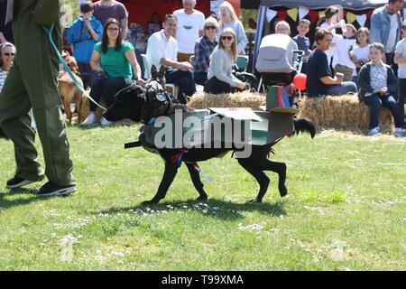 dog in fancy dress at a competition Stock Photo