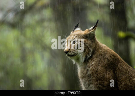 Lynx in the rain Stock Photo