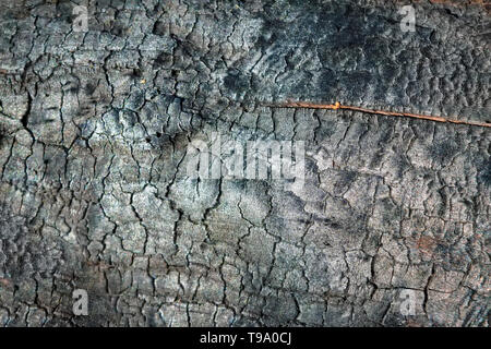 Burnt wooden Board texture. Burned scratched hardwood surface. Stock Photo