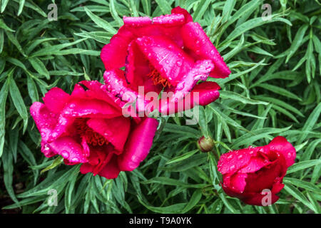 Fern Leaf Peony, Paeonia 'Smouthii', Red peony, Peonies, Water drops on flower Stock Photo