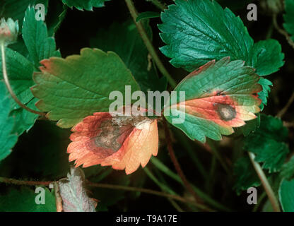Strawberry leaf spot (Mycosphaerella fragariae) lesion enlarging and turning red around the spot Stock Photo