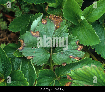 Leaf blight (Phomopsis obscurans)  common fungal disease causing a V-shaped lesions at the leaf edge  with pycnidia on a strawberry leaf Stock Photo