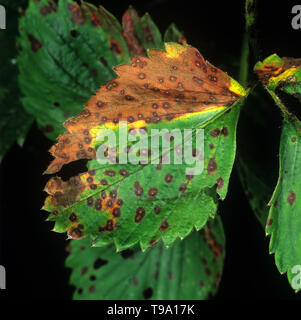 Strawberry leaf spot (Mycosphaerella fragariae) leaf syptoms on strawberry leaves, spots with pale centres Stock Photo