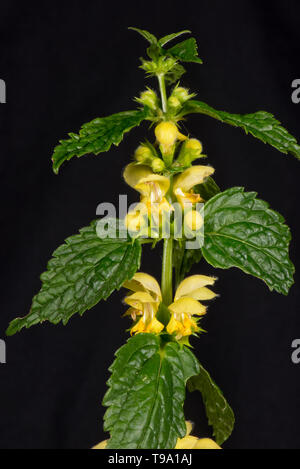 Yellow archangel (Lamium galeobdolon) yellow labiate flowers and leaves of woodland plant, Berkshire, May Stock Photo