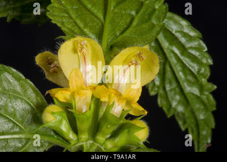 Yellow archangel (Lamium galeobdolon) yellow labiate flowers and leaves of woodland plant, Berkshire, May Stock Photo