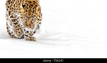 The Amur leopard is a leopard subspecies of SE Russia and NE China. It is Critically Endangered with approximately 60 left in the wild. Stock Photo