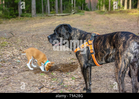 Basenji breed dog and Italian Cane Corso playing together in the woods in spring time Stock Photo