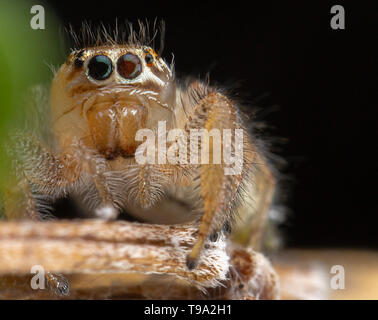 Little thyene Imperialis spider posing on a branch macro photography Stock Photo