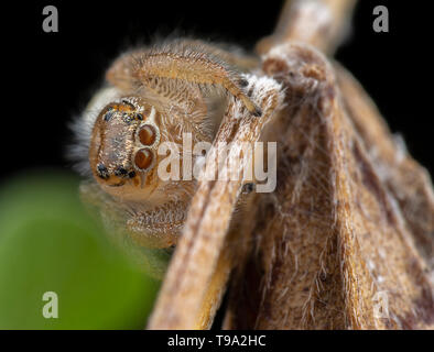 Little thyene Imperialis spider posing on a branch macro photography Stock Photo