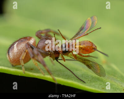 Little jumping spider with caught bee Stock Photo