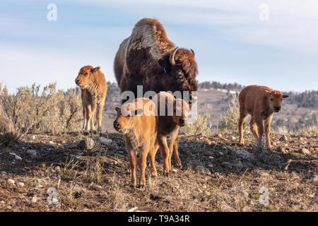 A cow bison with four young calfs in the Lamar Valley during spring grazing at Yellowstone National Park  May 10, 2019 in Yellowstone, Wyoming. Stock Photo