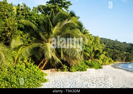 Coconut Trees Baie Lazare Beach, Mahe Island, Seychelles Stock Photo