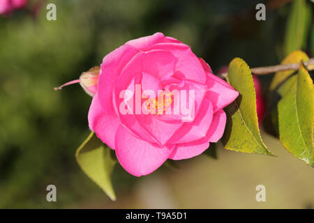 Pink flower of shrub Stock Photo