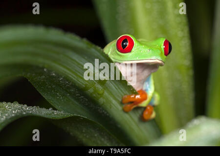 Red-eyed tree frog hiding behind the leaf Stock Photo
