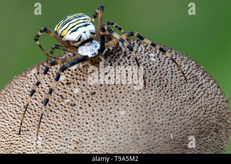 Wasp spider on the puffball mushroom Stock Photo