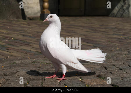 Proud male white pigeon seen from the side standing on a street Stock Photo