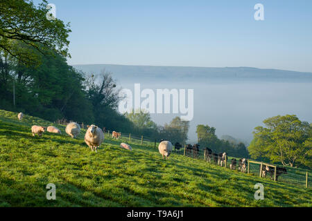 Sheep and cattle on a spring morning at Old Hill with fog and the Mendip Hills in the distance. Wrington, North Somerset, England. Stock Photo