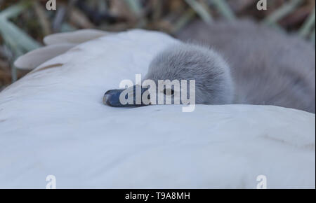 A mute swan cygnet snuggling up to Mum. Stock Photo