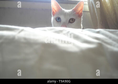 white adorable cat kitten with beautiful blue yellow eyes hide with curiousness in white bedroom background Stock Photo