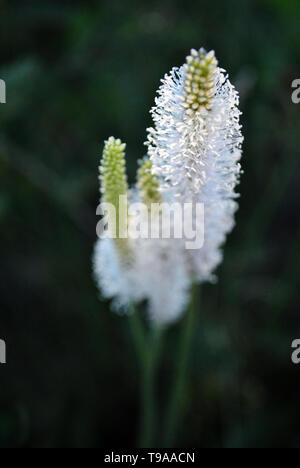 Greater Plantain or fleaworts (Plantago major) plant white fluffy flowers blooming on blurry dark green background Stock Photo