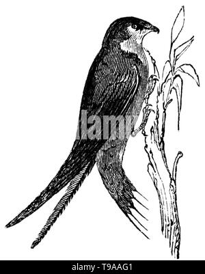 Wood cut engraved illustration, taken from 'The Treasury of Natural History' by Samuel Maunder, published 1848 Stock Photo