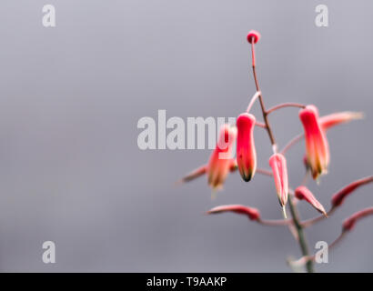vintage background little flowers, nature beautiful, toning design spring nature, sun plants, selective focus. Stock Photo