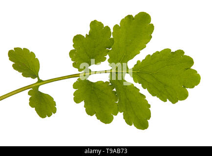 Green leaf of greater celandine isolated on white Stock Photo