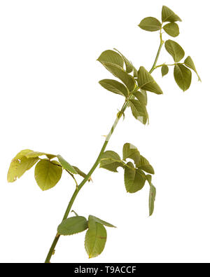 rose bush branch isolated on white background Stock Photo
