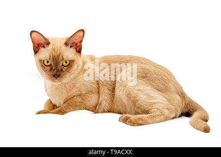 Thai store burmese cat