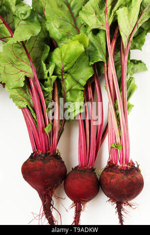 Young beets with tops are located on a white background vertically, top view Stock Photo
