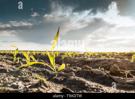 Young green corn on stalk in fields Stock Photo