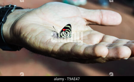 Close up photo of a beautiful tricolor butterfly sitting on a man hand Stock Photo